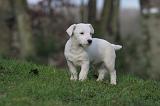 JACK RUSSEL 271